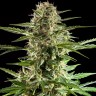 Семена конопли  Alatau feminised Bang Seeds