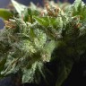 Семена марихуаны  Morhine feminised Ganja Seeds