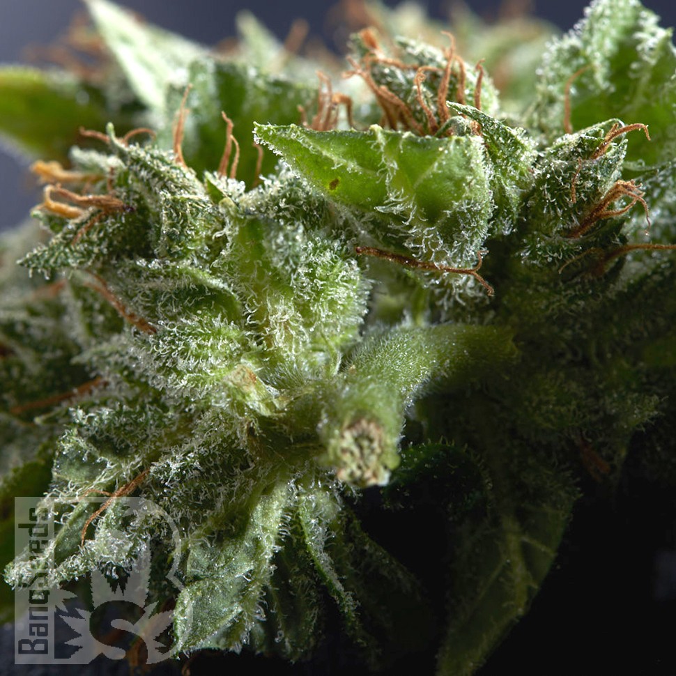Семена марихуаны  Morhine feminised Ganja Seeds