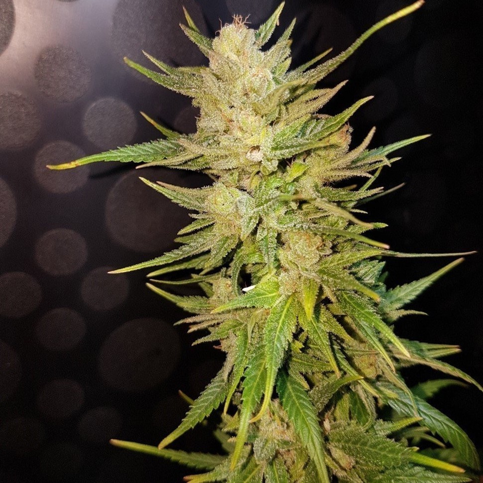 Семена каннабиса Nefertiti feminised Ganja Seeds