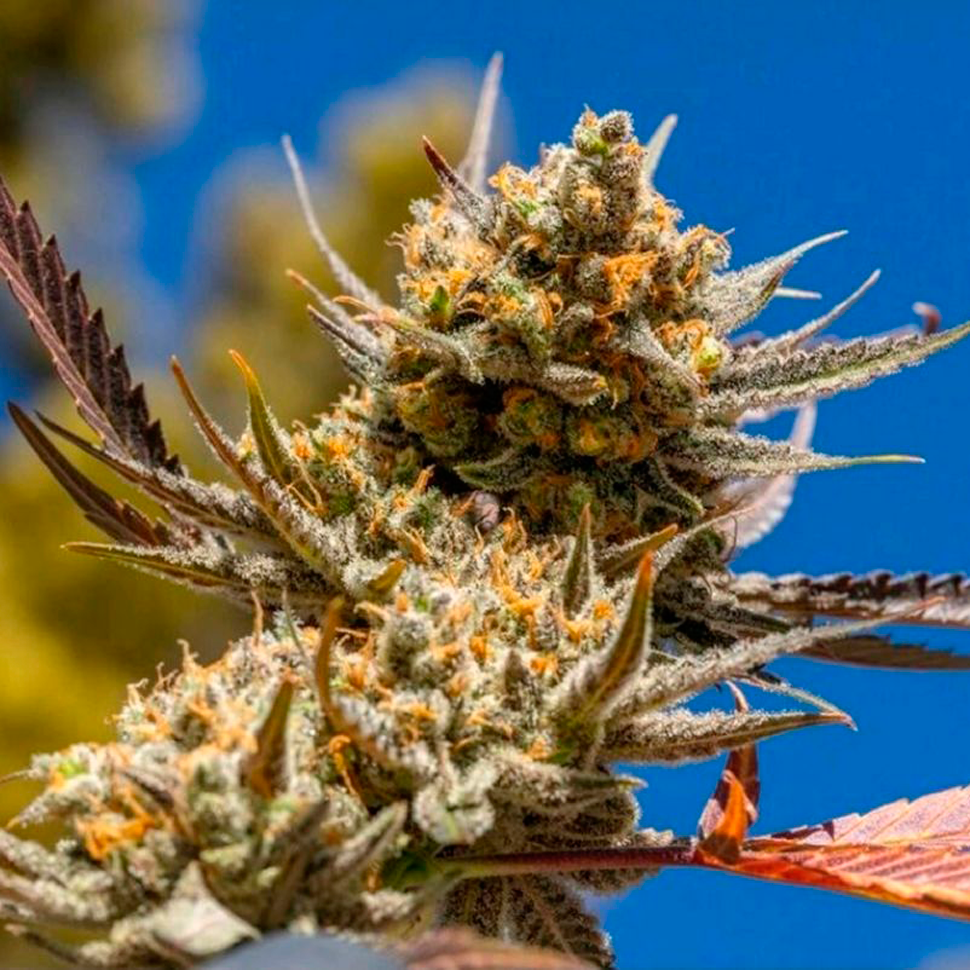 Семена  Rolling Frau feminised Ganja Seeds