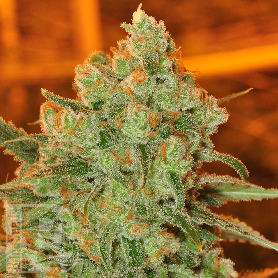 Семена  Auto Super Sweet feminised Ganja Seeds
