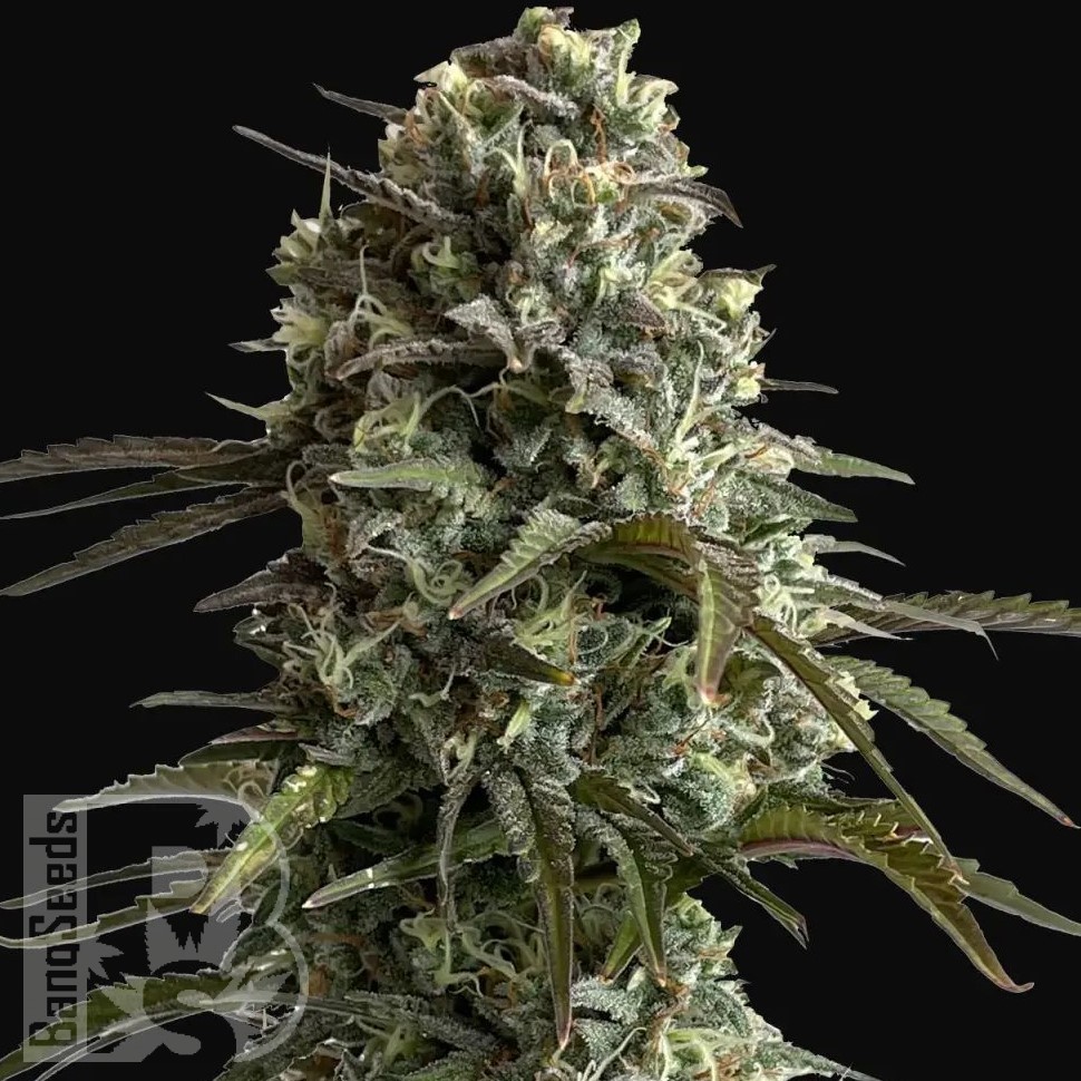 Семена  Auto Super Sweet feminised Ganja Seeds
