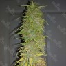 Семена  Auto Super Sweet feminised Ganja Seeds