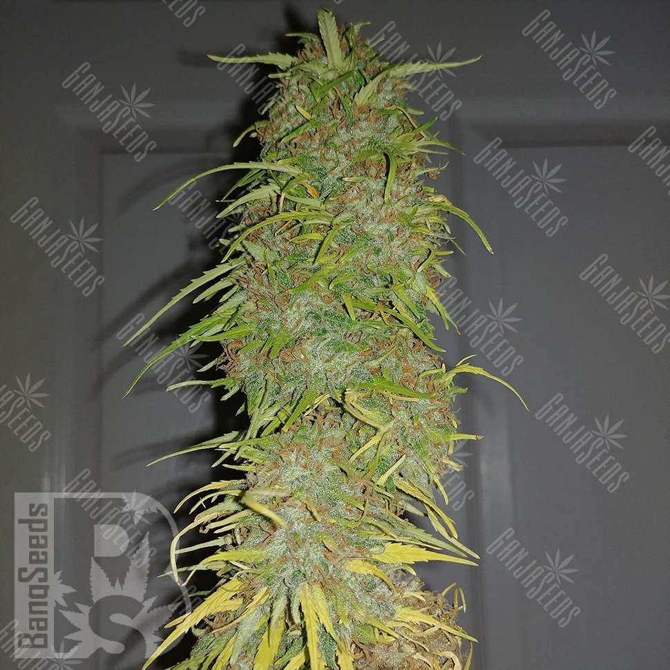 Семена  Auto Super Sweet feminised Ganja Seeds