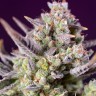 Семена  Auto Super Sweet feminised Ganja Seeds