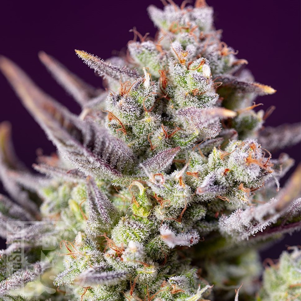 Семена  Auto Super Sweet feminised Ganja Seeds