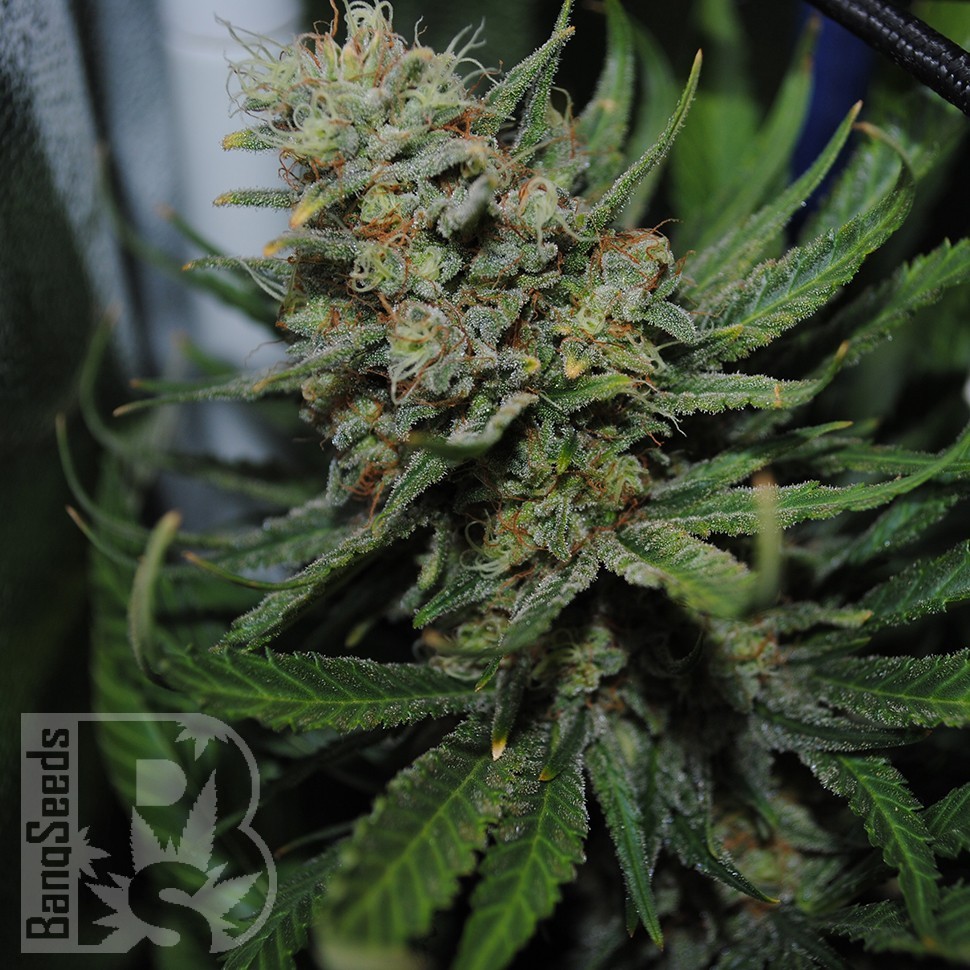 Семена  Auto Super Sweet feminised Ganja Seeds