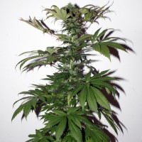 Mountain Power feminised Ganja Seeds