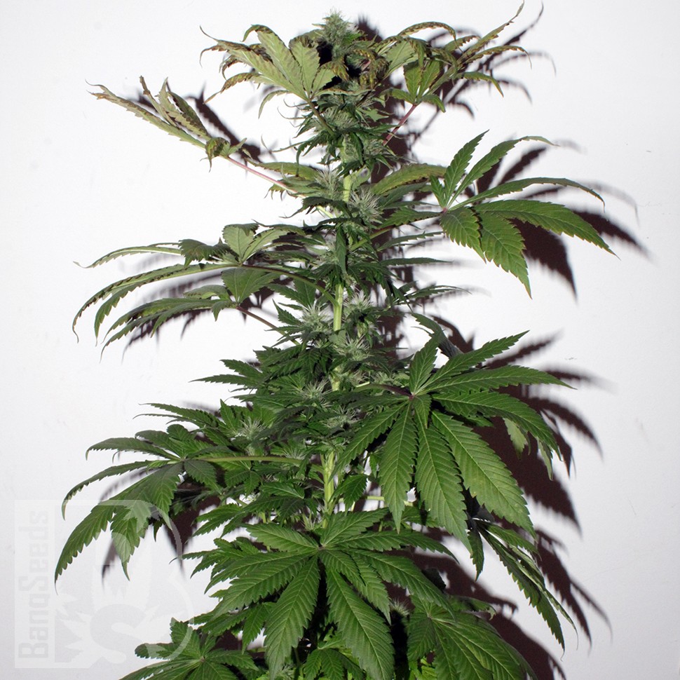 Семена ганжа  Mountain Power feminised Ganja Seeds