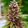 Семена ганжа  Mountain Power feminised Ganja Seeds