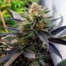 Семена ганжа  Mountain Power feminised Ganja Seeds