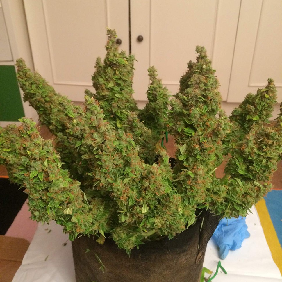 Семена конопли  Auto Blue Diesel feminised Ganja Seeds
