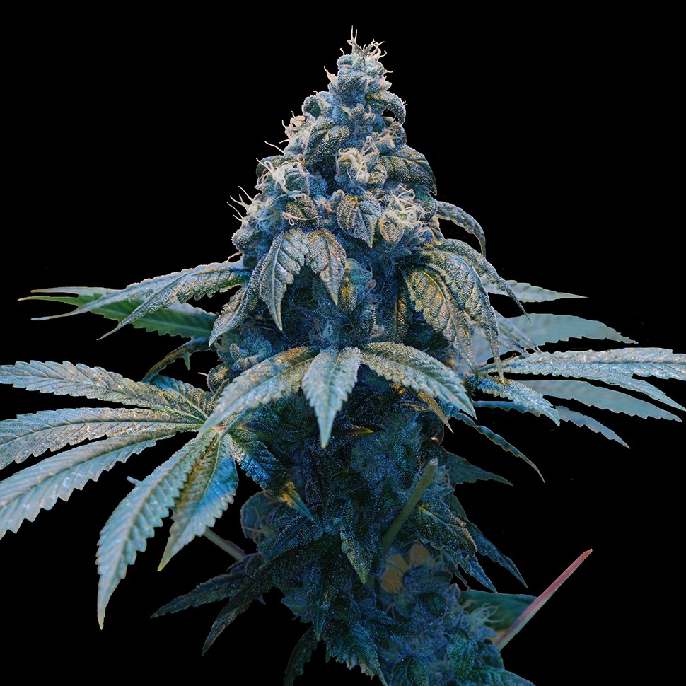 Семена ганжа  Blue feminised Ganja Seeds