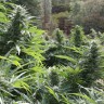 Семена конопли Auto The Ultimate CBD feminised Ganja Seeds
