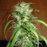 Семена конопли  Nemesis feminised Ganja Seeds