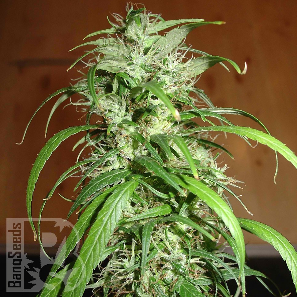 Семена конопли  Nemesis feminised Ganja Seeds