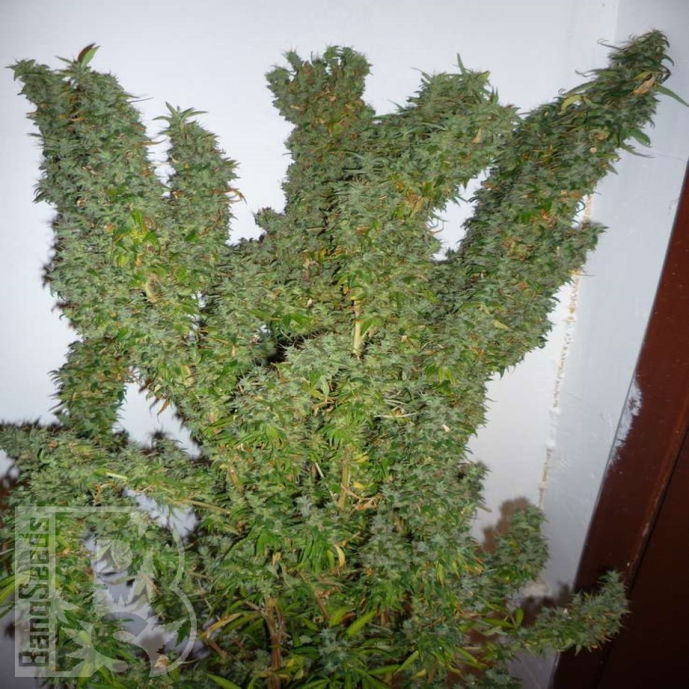 Семена конопли  Nemesis feminised Ganja Seeds