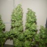 Семена конопли  Nemesis feminised Ganja Seeds