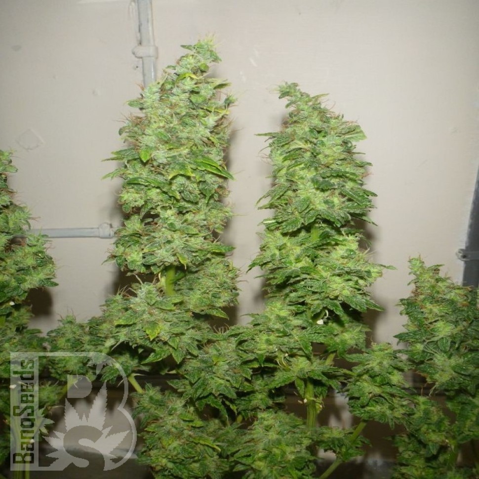 Семена конопли  Nemesis feminised Ganja Seeds