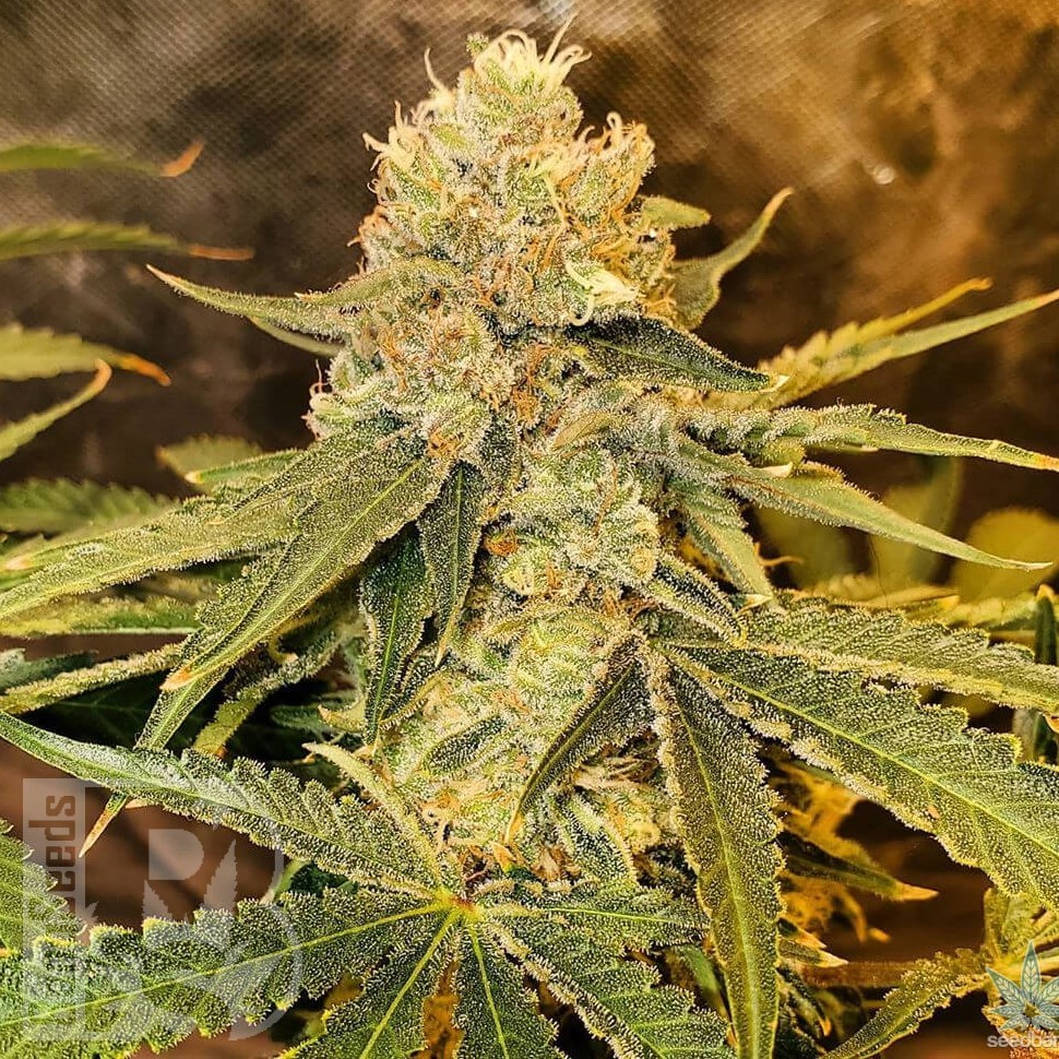 Семена  Aspan feminised Bang Seeds