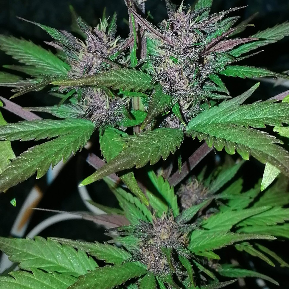 Семена ганжа  Auto Black Cream feminised Ganja Seeds