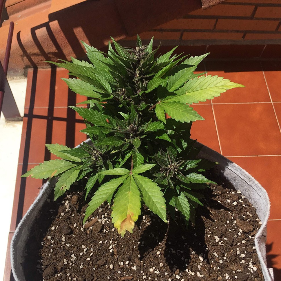 купить автоцветущие семена конопли Auto Black Cream feminised