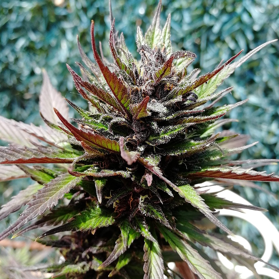 заказать семена конопли Auto Black Cream feminised