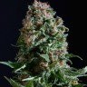 Семена  Auto Sweet Mango feminised Ganja Seeds