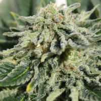 Neville's Haze feminised Ganja Seeds