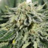 Семена ганжа  Neville's Haze feminised Ganja Seeds