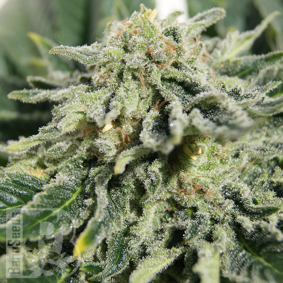 Семена ганжа  Neville's Haze feminised Ganja Seeds