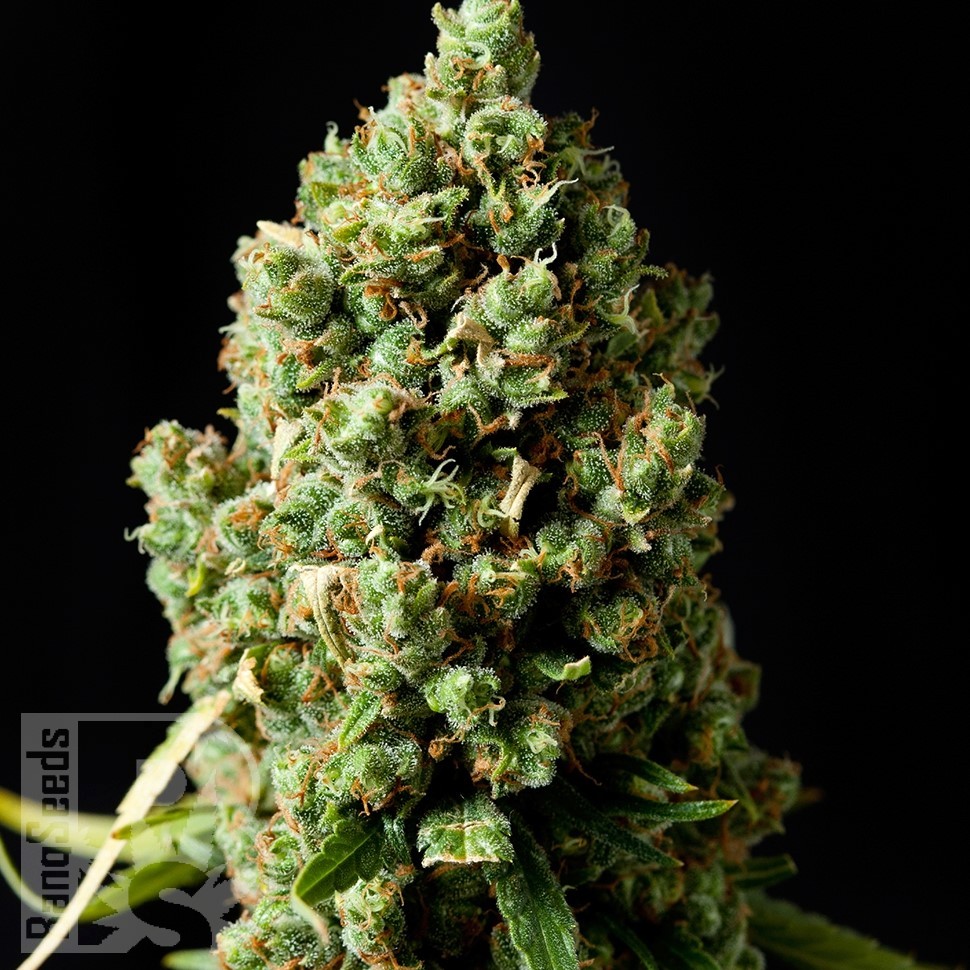 Семена ганжа  Neville's Haze feminised Ganja Seeds