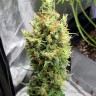 Семена ганжа  Neville's Haze feminised Ganja Seeds