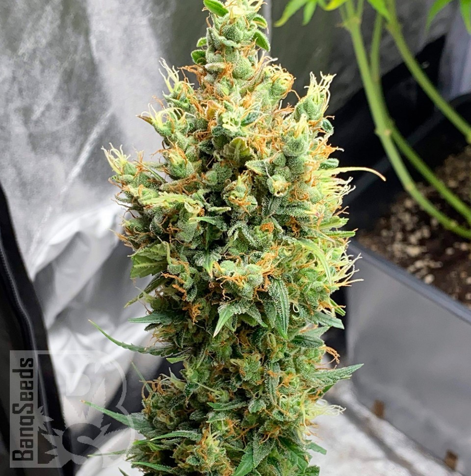 Семена ганжа  Neville's Haze feminised Ganja Seeds