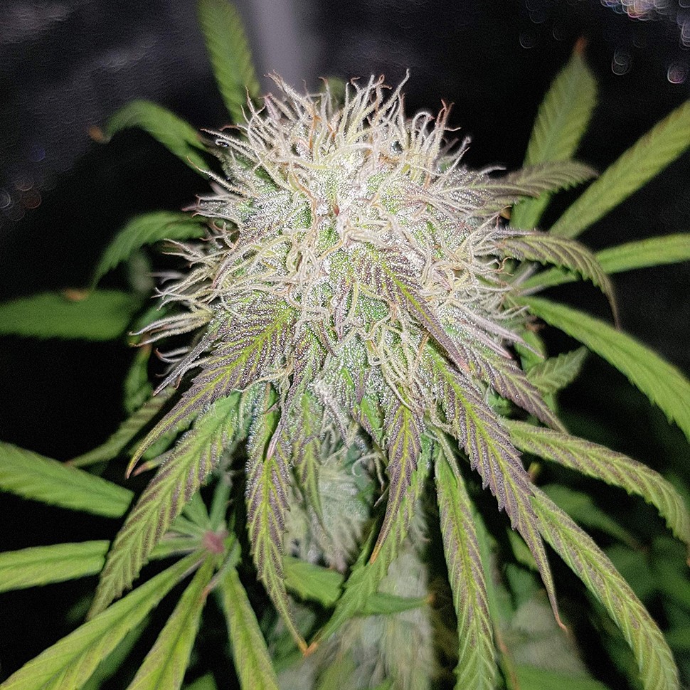Семена конопли  Auto Blue Amnesia feminised Ganja Seeds