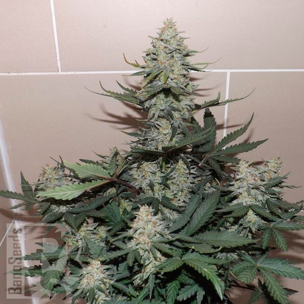 Семена конопли  Auto Sweet Trainwreck feminised Ganja Seeds