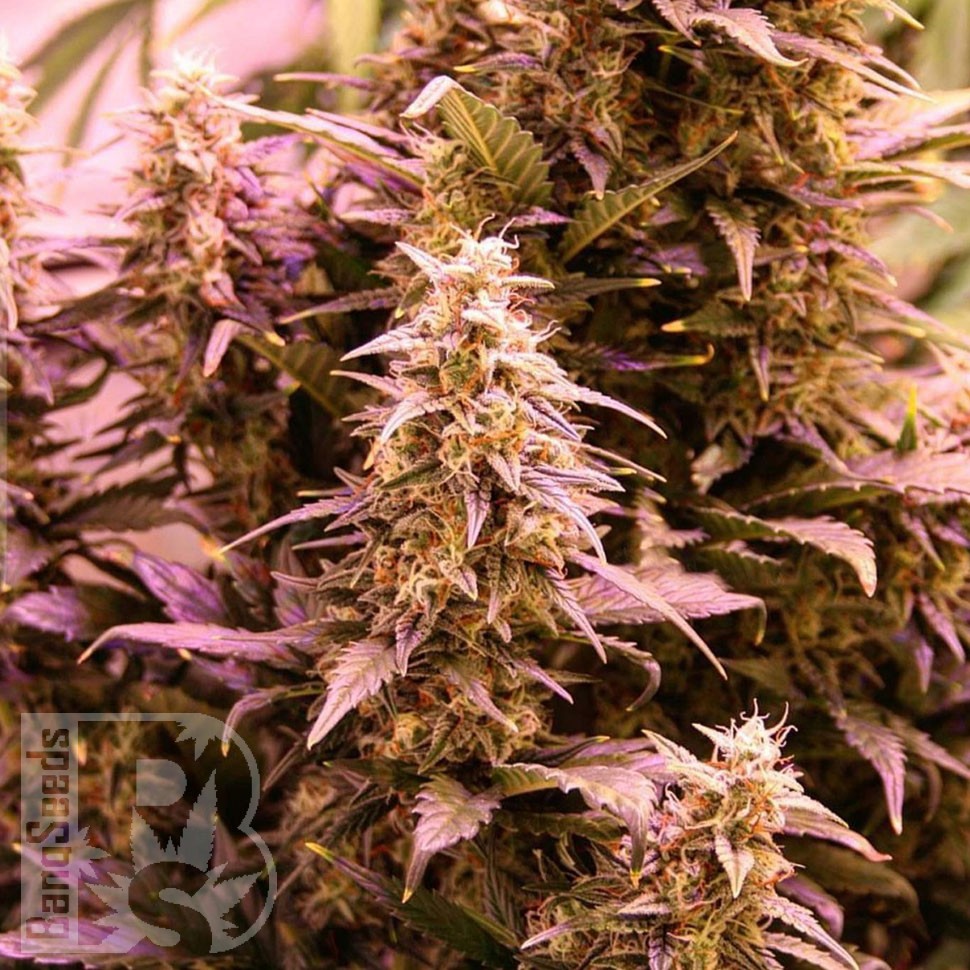 Семена  New York Diesel CBD feminised Ganja Seeds