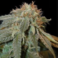 Auto Chere regular Ganja Seeds
