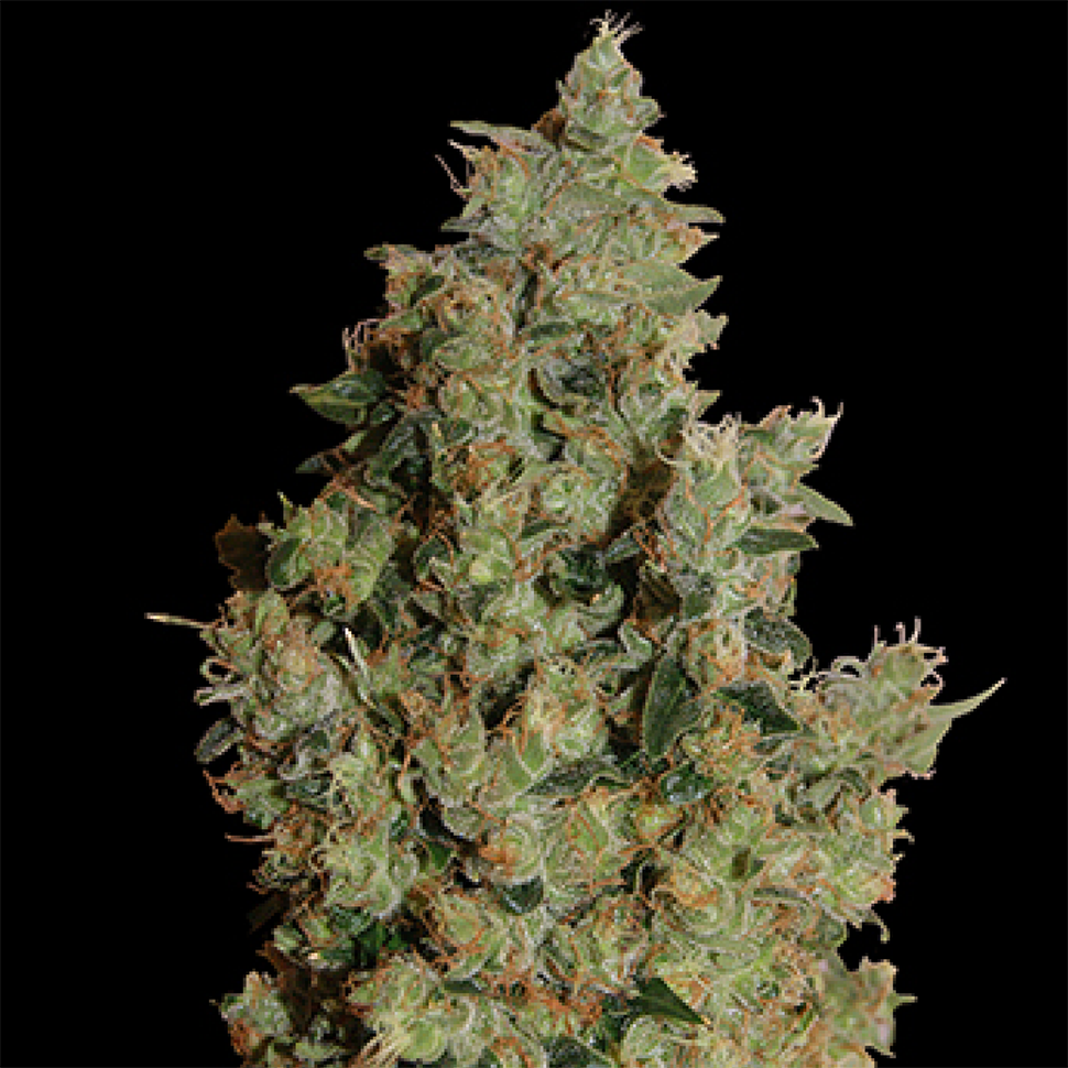 Семена марихуаны  Tangerine feminised Ganja Seeds