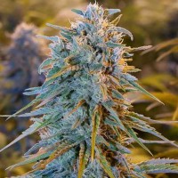 Auto Blue Dream feminised Ganja Seeds