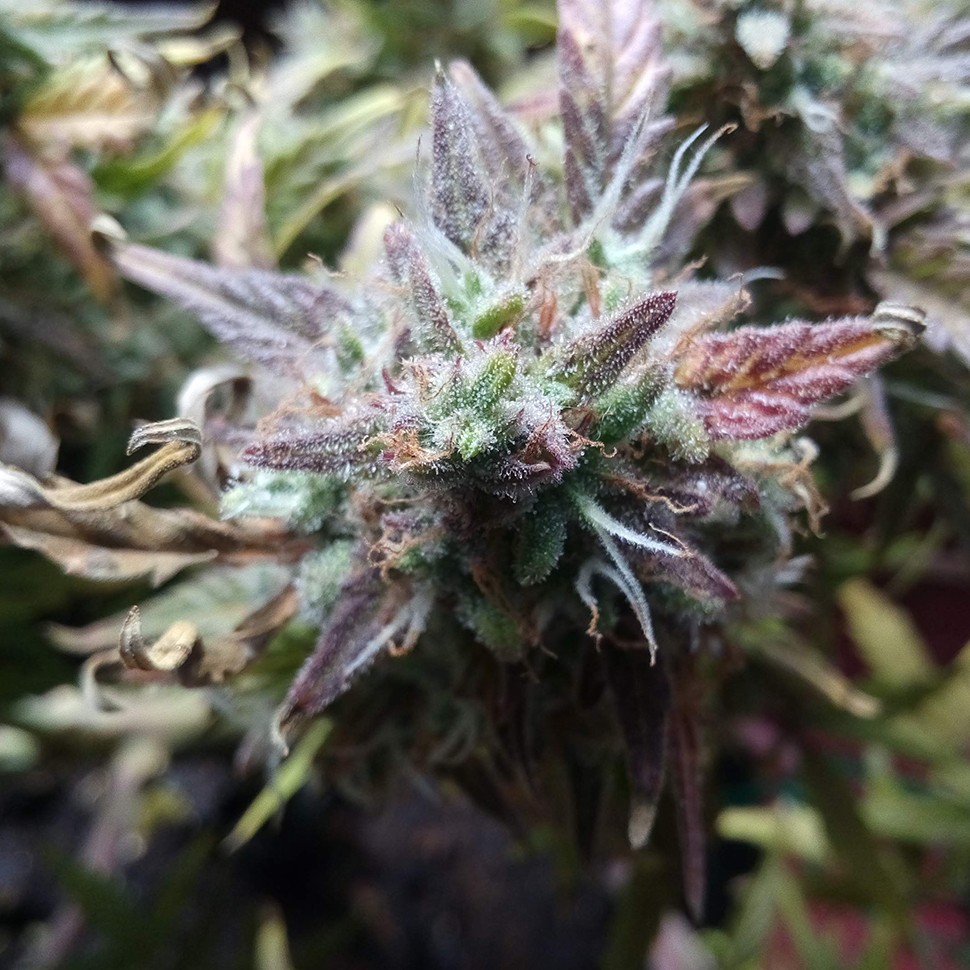 Семена  Auto Blueberry Bliss feminised Ganja Seeds
