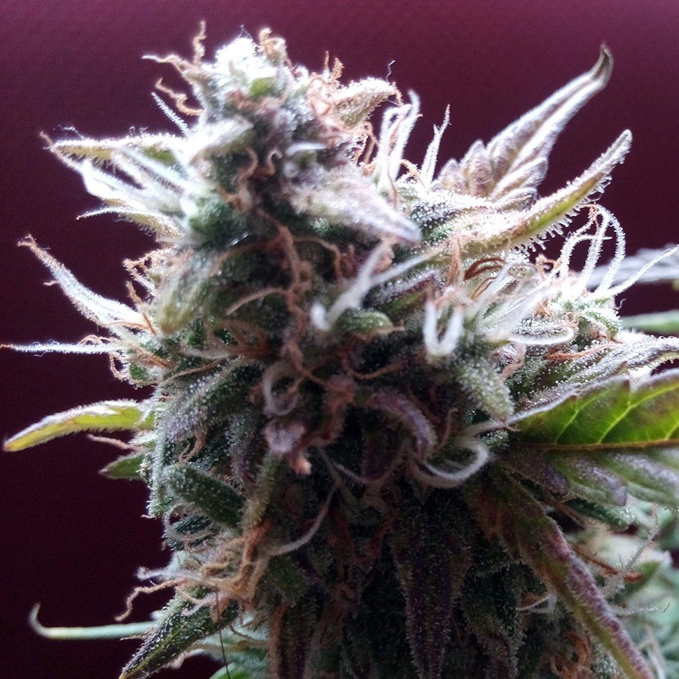 купить семена конопли Auto Blueberry Bliss feminised