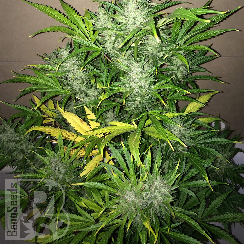 Семена марихуаны  Auto UK Cheese feminised Ganja Seeds