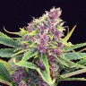 Семена каннабиса  Purple OG feminised Ganja Seeds