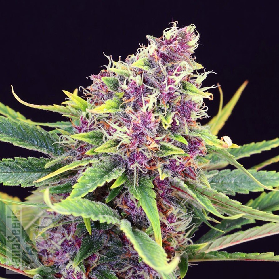 Семена каннабиса  Purple OG feminised Ganja Seeds