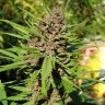 Семена каннабиса  Purple OG feminised Ganja Seeds
