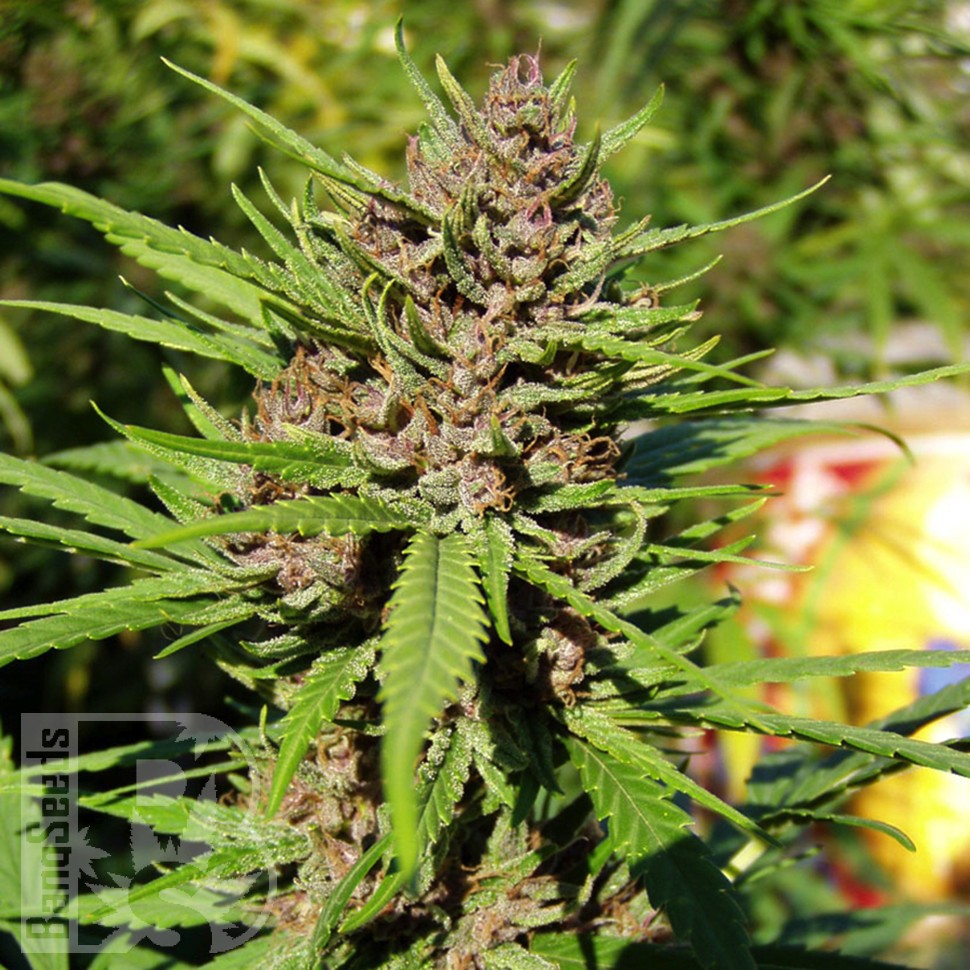 Семена каннабиса  Purple OG feminised Ganja Seeds
