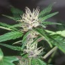 Семена каннабиса  Purple OG feminised Ganja Seeds