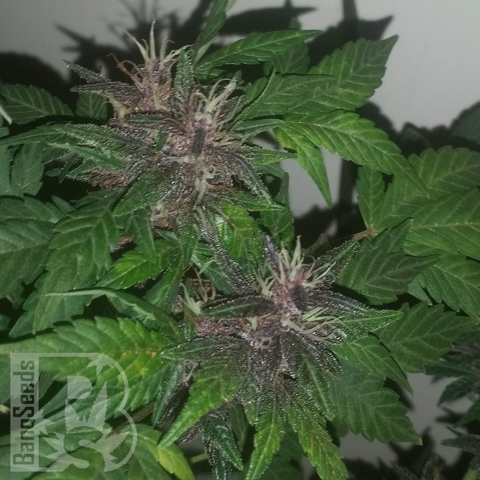 Семена каннабиса  Purple OG feminised Ganja Seeds